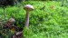 Kozák březový (Leccinum scabrum)